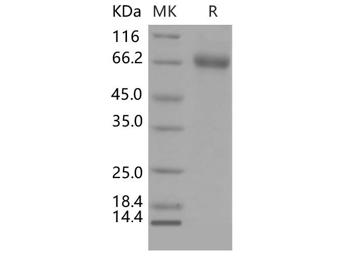 Валидация Elabscience PKSM040465(4462)