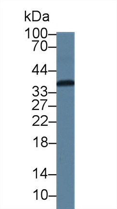12632