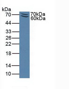 40005