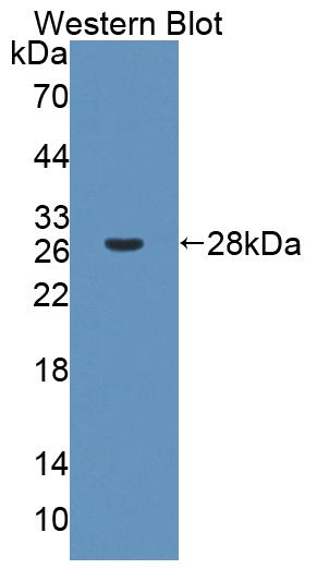 59066