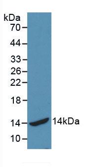 50709