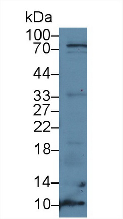 12329