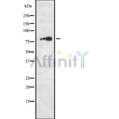 Валидация Affinity DF8650 - 20610