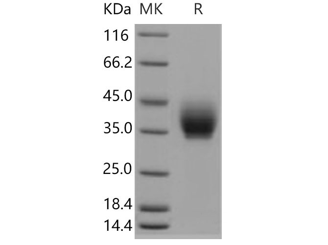 Валидация Elabscience PKSM040666(4649)