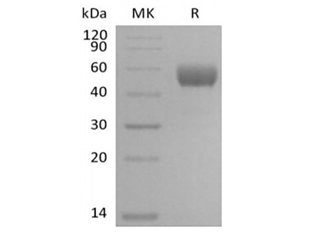 Валидация Elabscience PKSM041404(5280)