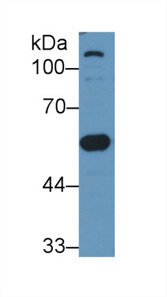 13108