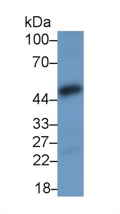 21383