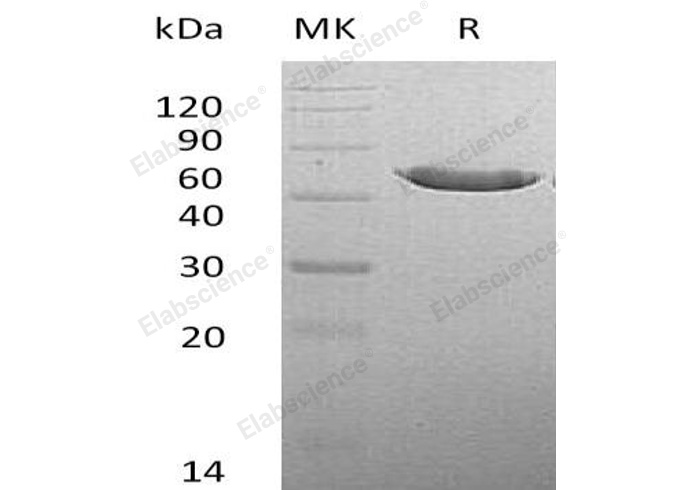 Валидация Elabscience PKSM040488(4483)