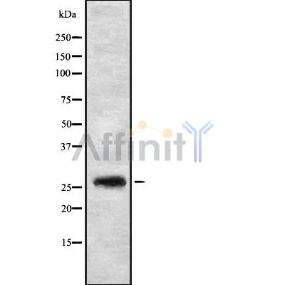Валидация Affinity DF8950 - 21117