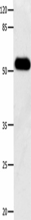 Валидация Elabscience E-AB-52149