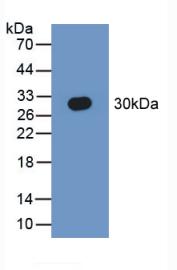 41616