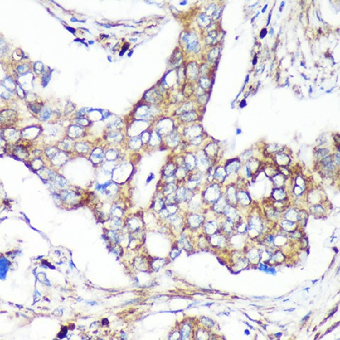Валидация Elabscience E-AB-91555