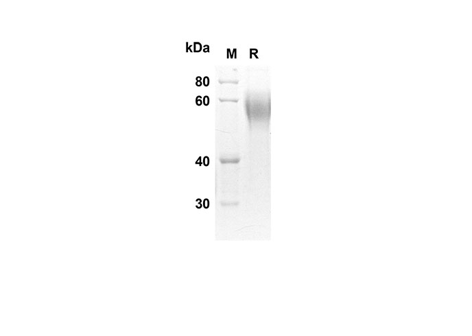 Валидация Elabscience PDMH100222(849)