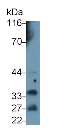 3842