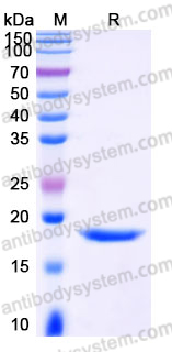 YHH71001, SDS-PAGE