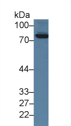 10156