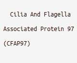 Cilia And Flagella Associated Protein 97 (CFAP97)