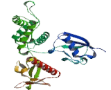 Cytovillin (CVL)