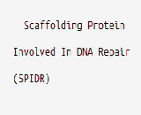 Scaffolding Protein Involved In DNA Repair (SPIDR)