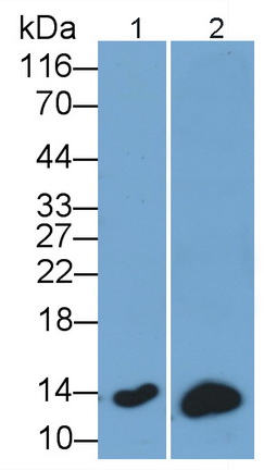 39173