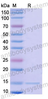 Валидация SDS-PAGE - AntibodySystem RHC98306