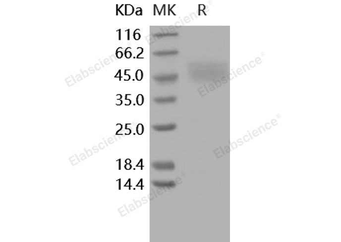 Валидация Elabscience PKSH031628(2288)