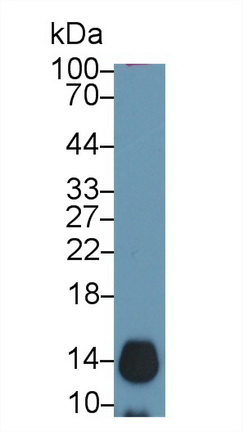 10091