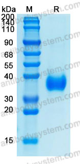 Валидация AntibodySystem AHH22001