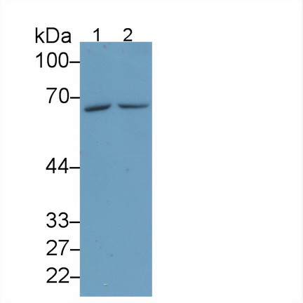 65224