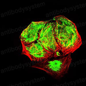 Валидация IF - AntibodySystem RHK57201