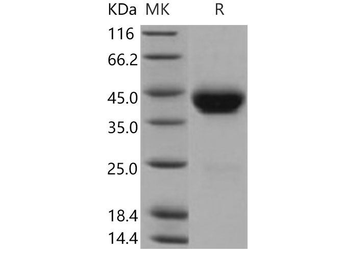 Валидация Elabscience PKSM040814(4778)