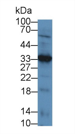 9086