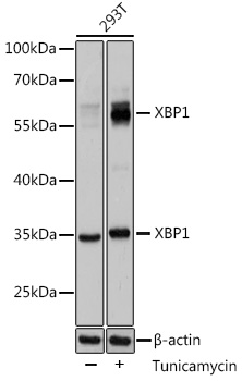 Валидация Elabscience E-AB-68333