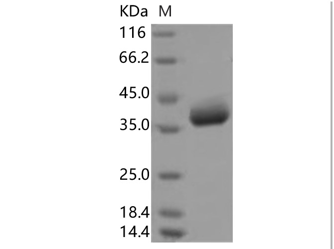 Валидация Elabscience PKSR030536(5852)
