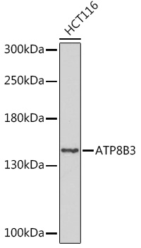A17834, вестерн-блоттинг, лизат клеток HCT116 (7016)