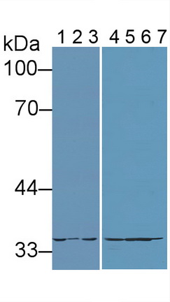 12036