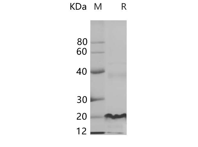 Валидация Elabscience PDEH100710(185)