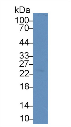 14616