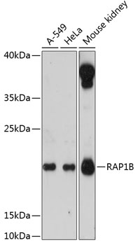 Валидация Elabscience E-AB-64378