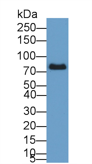 20758