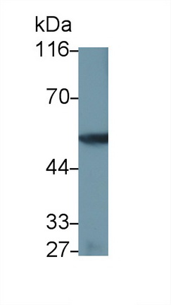 39856