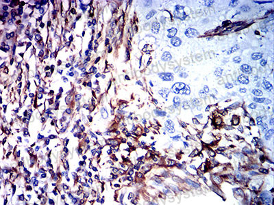 Валидация AntibodySystem RHC35312 (952)