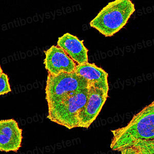Валидация IF - AntibodySystem RHJ38302