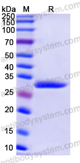 Валидация AntibodySystem YHB86501