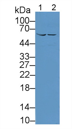 11926