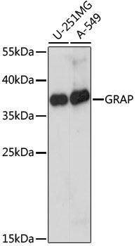 Валидация Elabscience E-AB-65297