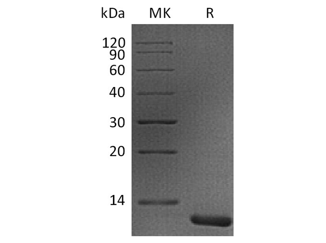Валидация Elabscience PKSH033550(3849)