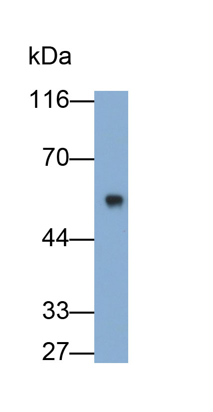 60408