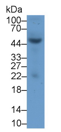 11811