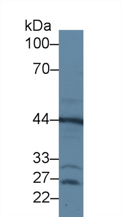 12412